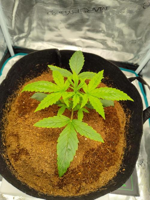 Trainwreck Auto (Tonja)). Week 3