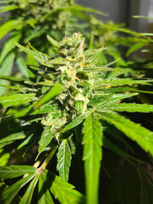 Northern Lights Auto. Week 7