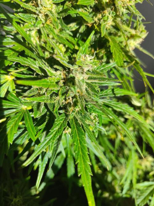 Northern Lights Auto. Week 7