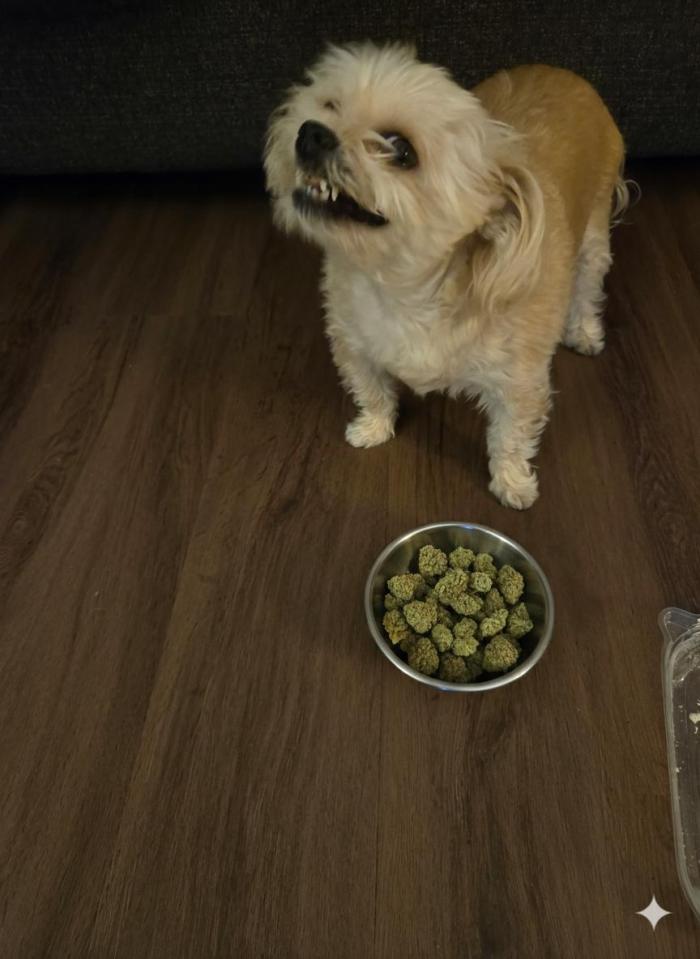 Gorilla Cookies Auto (Lt. Danielle). Week 6 - Happy boy