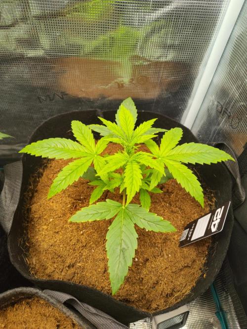 Trainwreck Auto (Tonja)). Week 4 - 🌟