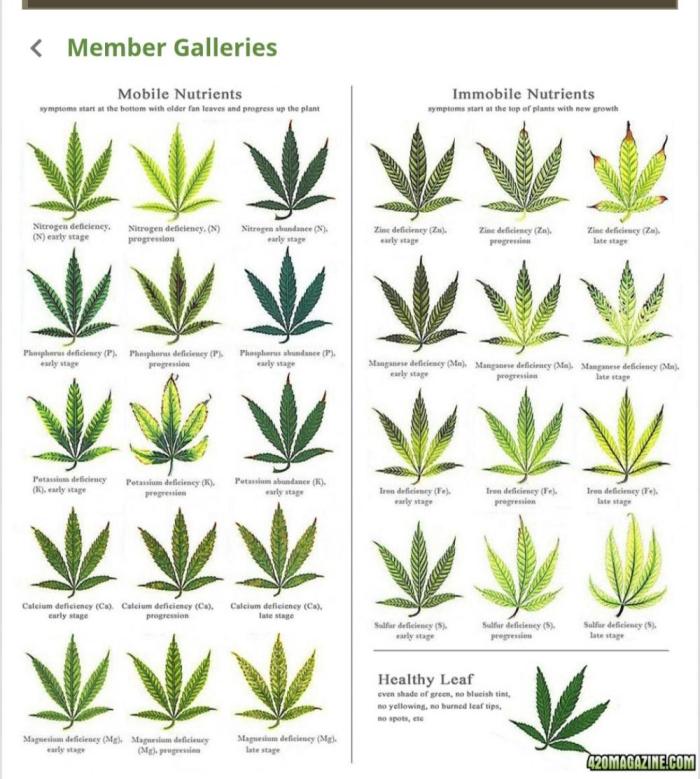 Gorilla Cookies Auto (Lt. Danielle). Week 7