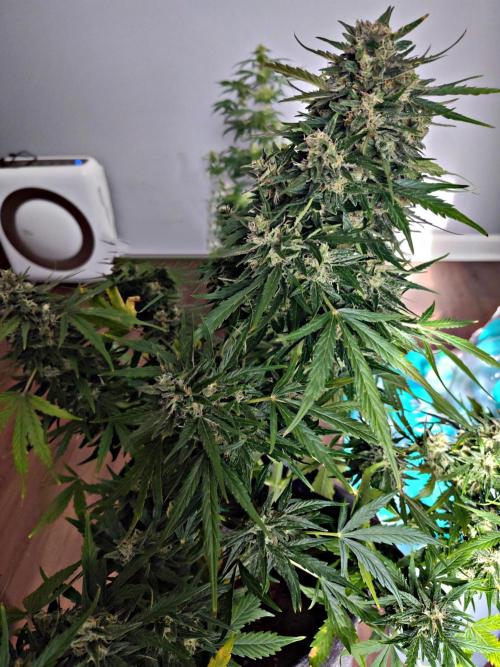 Northern Lights Auto. Week 7 - Grow!!!!!! 