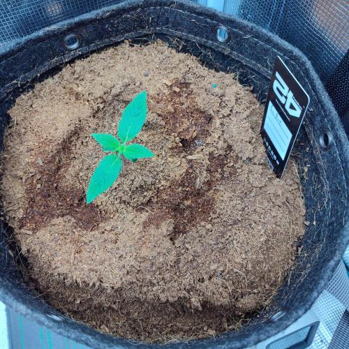 Lemon Mandarin (1st Photo run). Week 2 - So pretty 