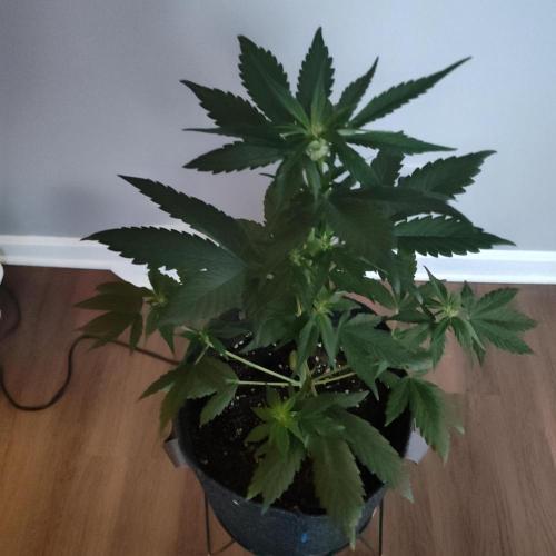 Northern Lights Auto. Week 8 - Happy! 🌵