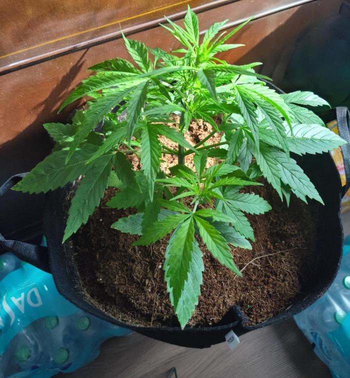 Trainwreck Auto (Tonja)). Week 5 - Wake up! 