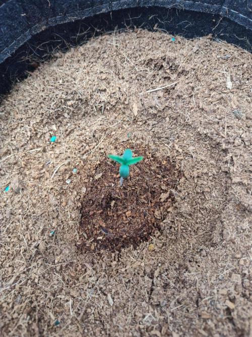 Happy Bday Ma aka Purple Lemonade 🤣. Week 1 - Tiny but mighty! 