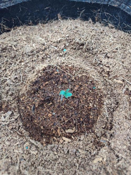 Happy Bday Ma aka Purple Lemonade 🤣. Week 1 - Welcome to the world 🌍 