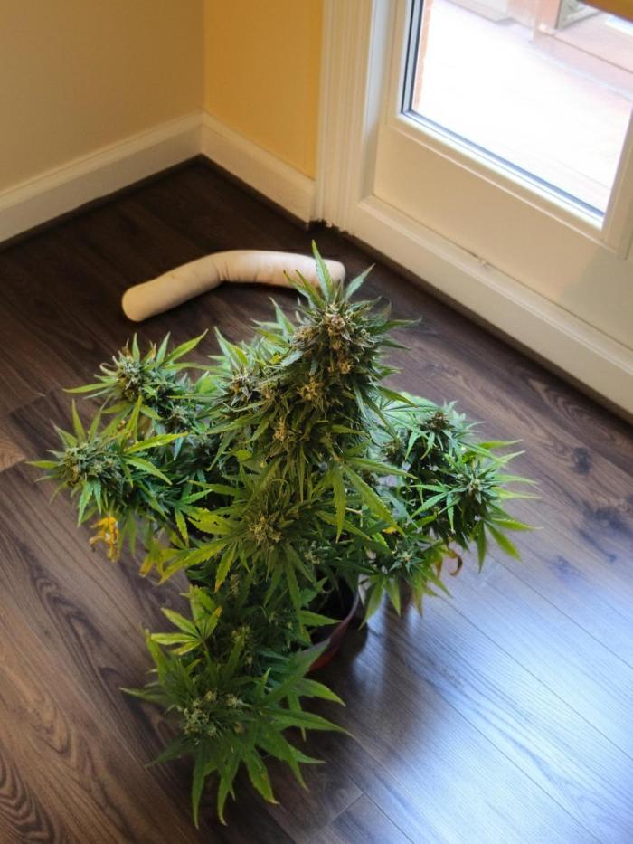 Northern Lights Auto. Week 9 - Looking like fat Joe 🤣 🎶 lean back. 