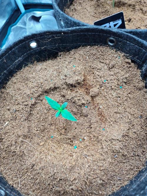 Happy Bday Ma aka Albatross. Week 1 - Growing so good! 