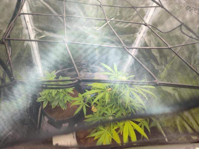 Trainwreck Auto (Tonja)). Week 6