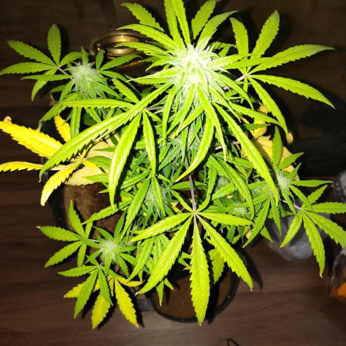 Trainwreck Auto (Tonja)). Week 7 - Doing ok