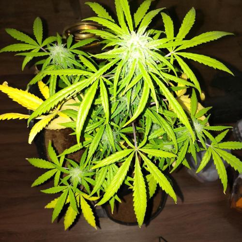 Trainwreck Auto. Week 7