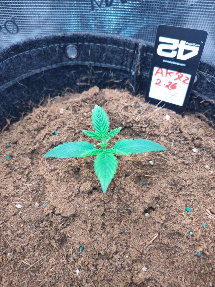 AK Auto. Week 2 - She's been super happy no downturns at all. 🧐😀