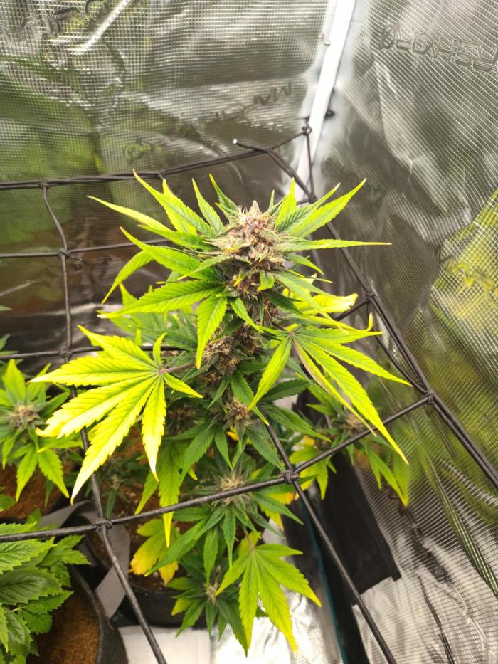 Guava Auto (Gretchen & Ginger). Week 9