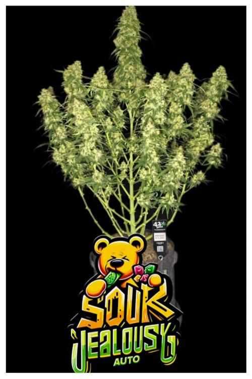 Sour Jealousy. Week 0