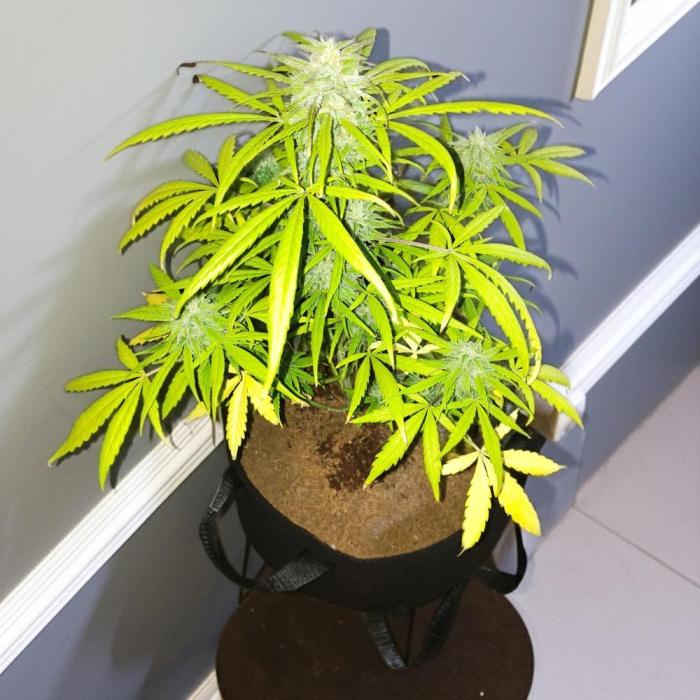 Trainwreck Auto (Tonja)). Week 8 - Smells so nice 