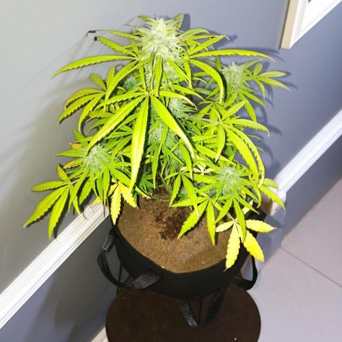 Trainwreck Auto. Week 8
