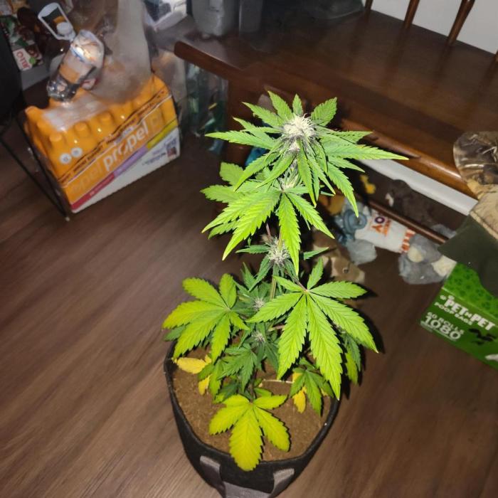 Happy Bday Ma aka Albatross. Week 6 - Growing good! 