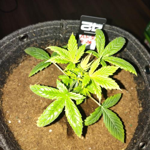 AK Auto. Week 3