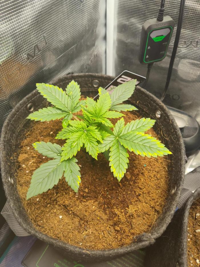Sour Jealousy. Week 4 - Growing very well except a little squat bc of the light distance. 