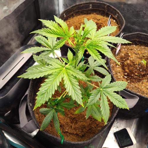AK Auto. Week 6