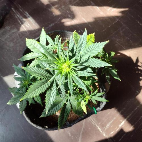 Sour Jealousy Auto. Week 5