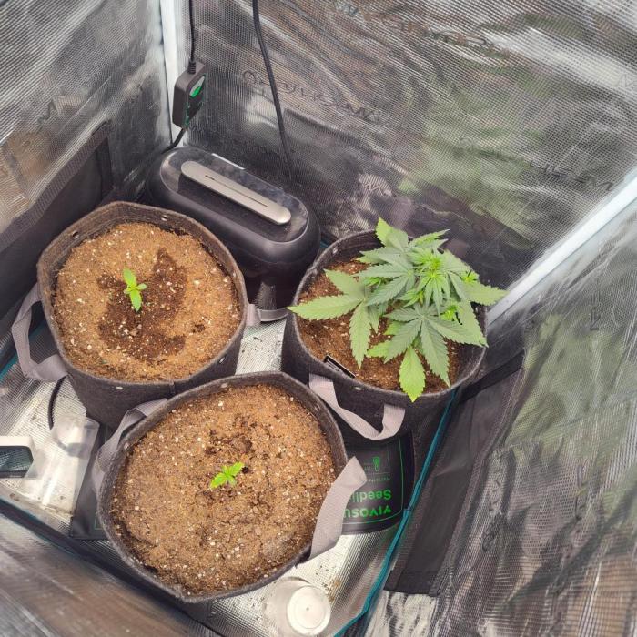 Strawberry Gorilla 🍓 🦍. Week 0
