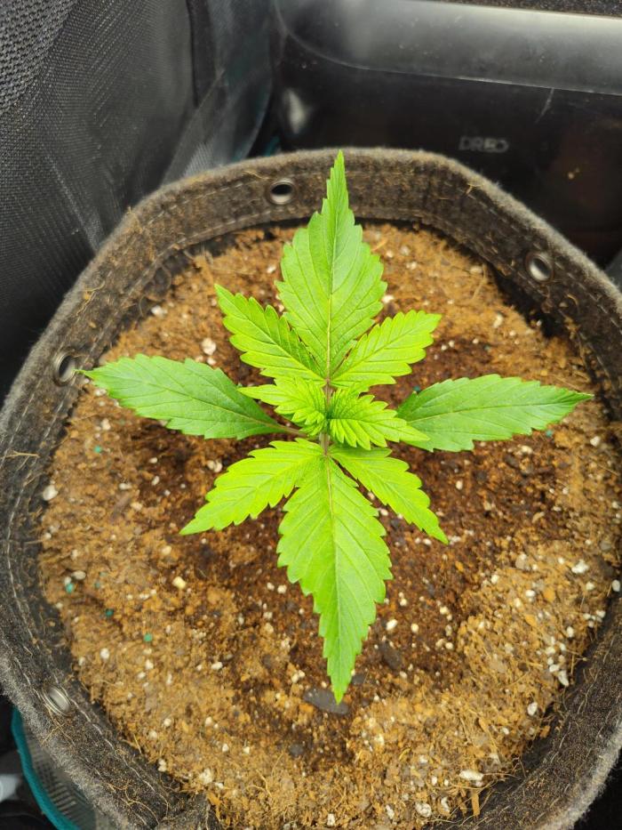 Gelato Auto. Week 2