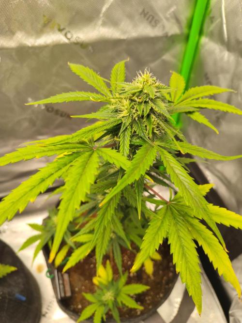 Sour Jealousy Auto. Week 6