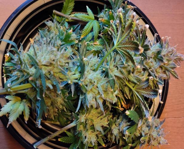 Sour Jealousy Auto. Week 7