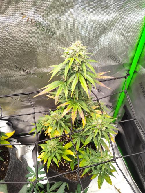 Lemon AK Auto. Week 9