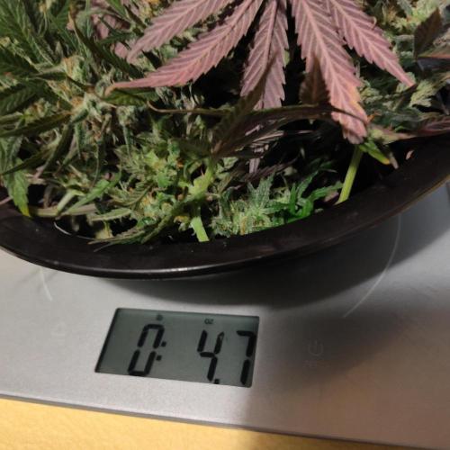 Lemon AK Auto. Week 10