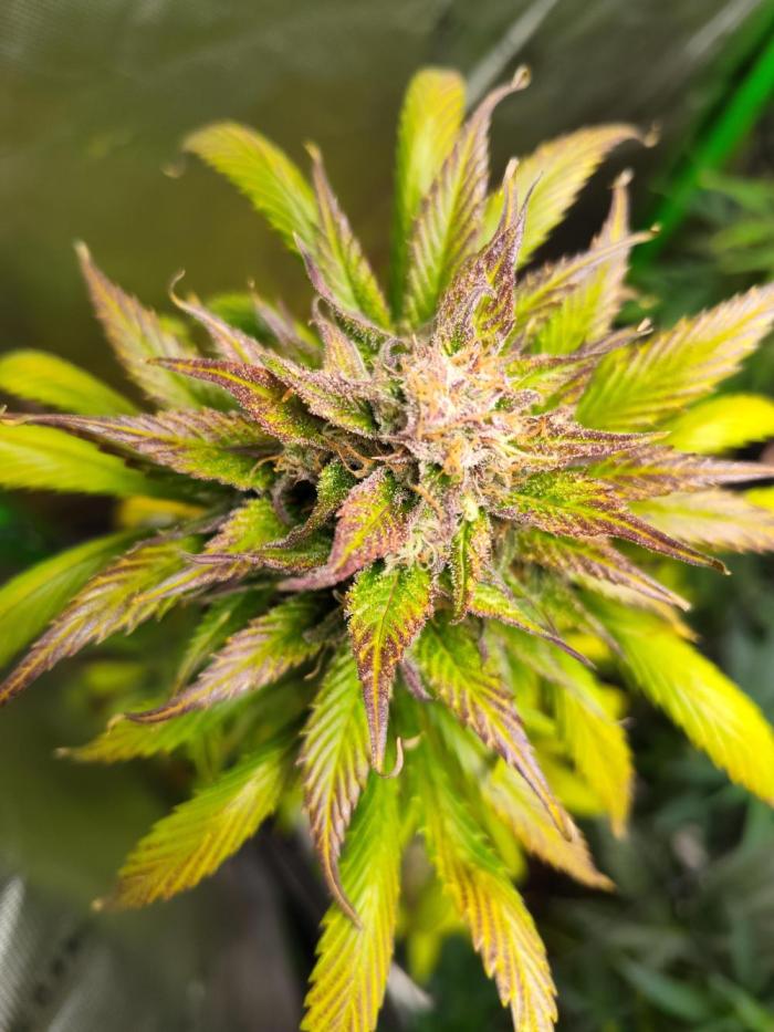 Strawberry Gorilla 🍓 🦍. Week 9 - Almost ready 