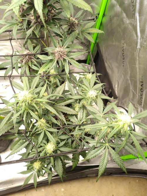Gelato Auto. Week 4