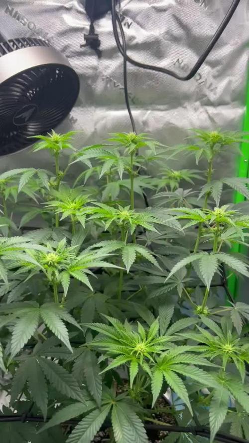 First Grow | Sundae Driver