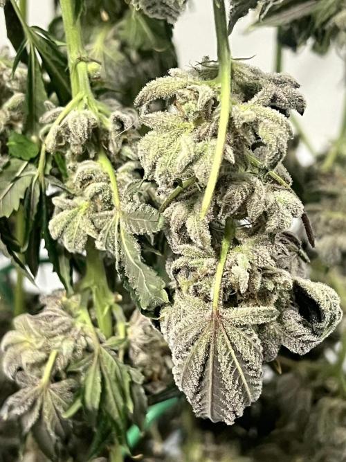 First Grow | Sundae Driver. Week 15