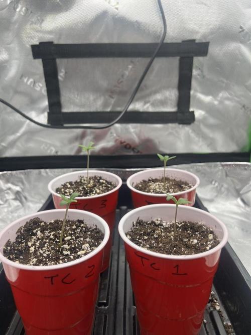 Tropical Cooler | Atlas Seeds. Week 1 - DAY 2