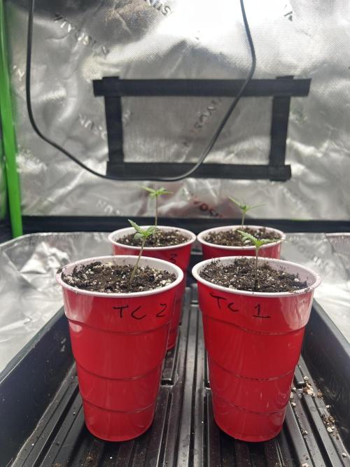 Tropical Cooler | Atlas Seeds. Week 1 - DAY 3