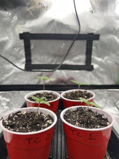 Tropical Cooler | Atlas Seeds. Week 1 - DAY 4