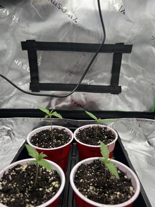 Tropical Cooler | Atlas Seeds. Week 1 - DAY 5