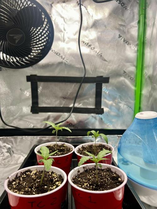 Tropical Cooler | Atlas Seeds. Week 1 - DAY 6
