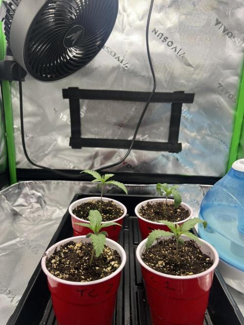 Tropical Cooler | Atlas Seeds. Week 1 - DAY 7