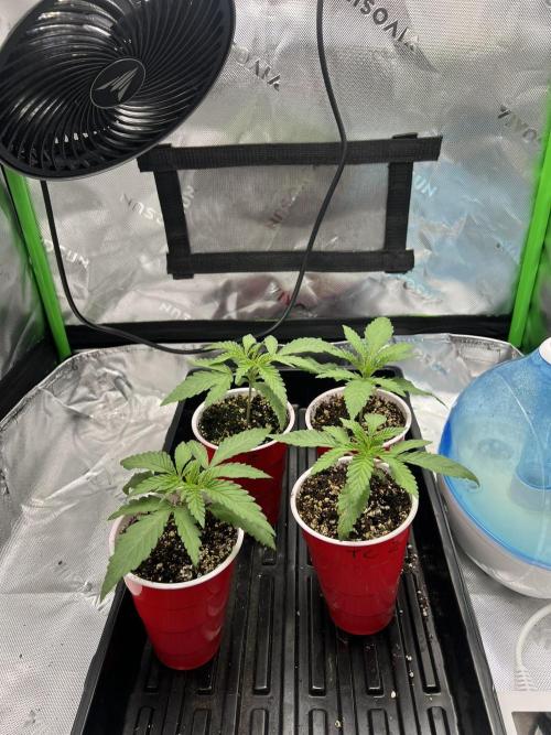 Tropical Cooler | Atlas Seeds. Week 2 - DAY 10