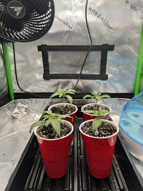 Tropical Cooler | Atlas Seeds. Week 2 - DAY 8