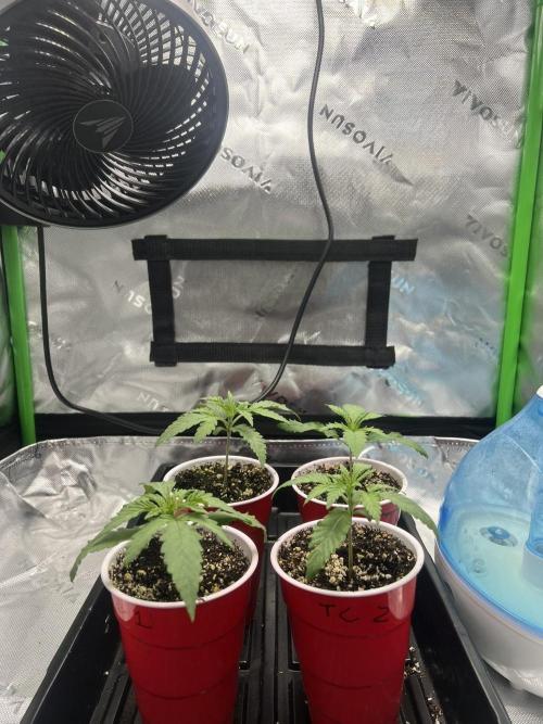 Tropical Cooler | Atlas Seeds. Week 2 - DAY 9