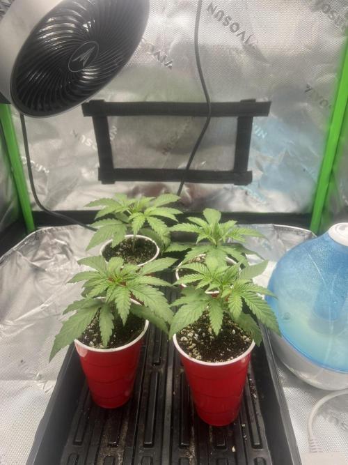Tropical Cooler | Atlas Seeds. Week 2 - DAY 11