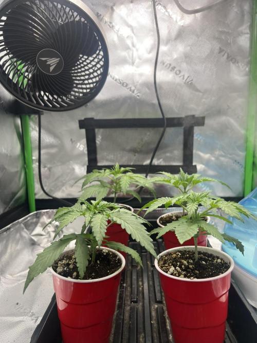 Tropical Cooler | Atlas Seeds. Week 2 - DAY 12