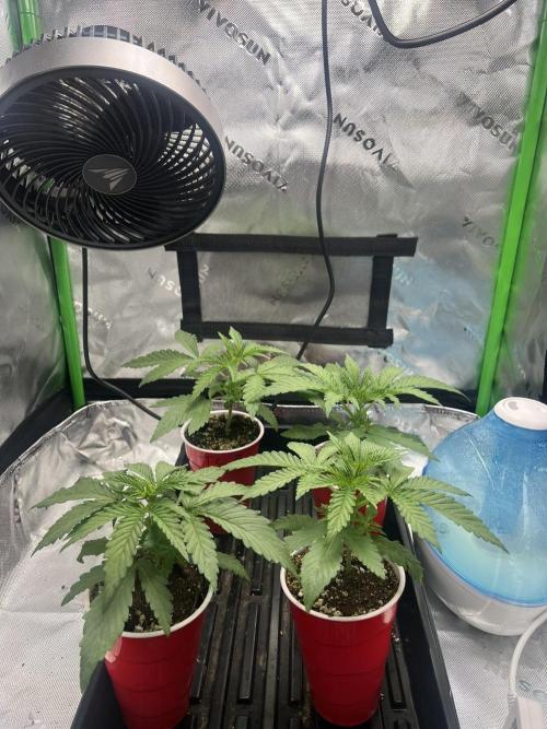 Tropical Cooler | Atlas Seeds. Week 2 - DAY 13