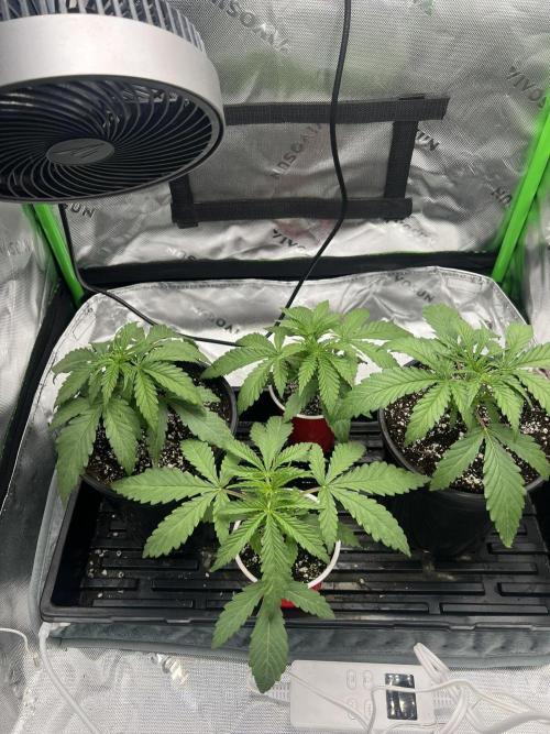 Tropical Cooler | Atlas Seeds. Week 2 - DAY 14